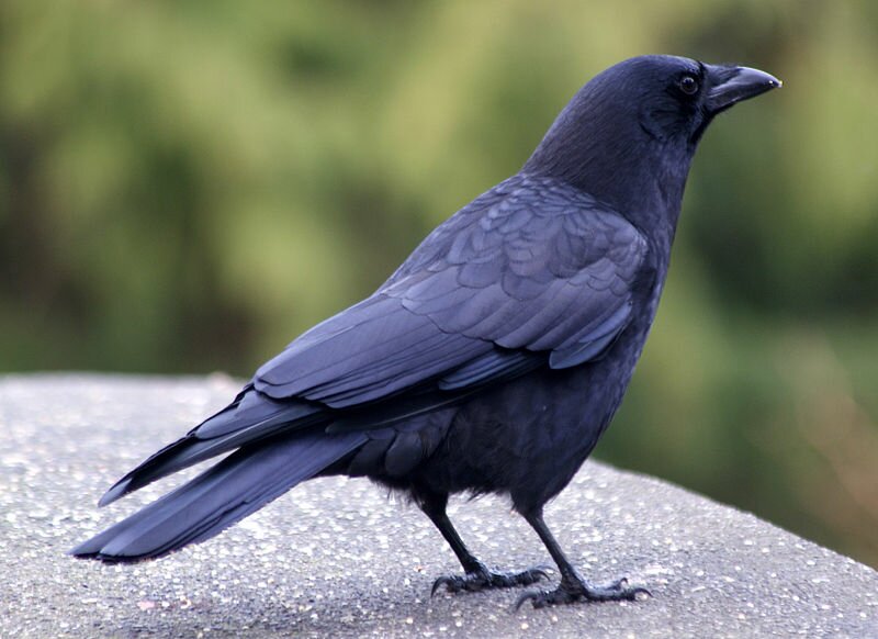 Les corbeaux recourent à une astuce pour ouvrir les noix et les manger. Ils :