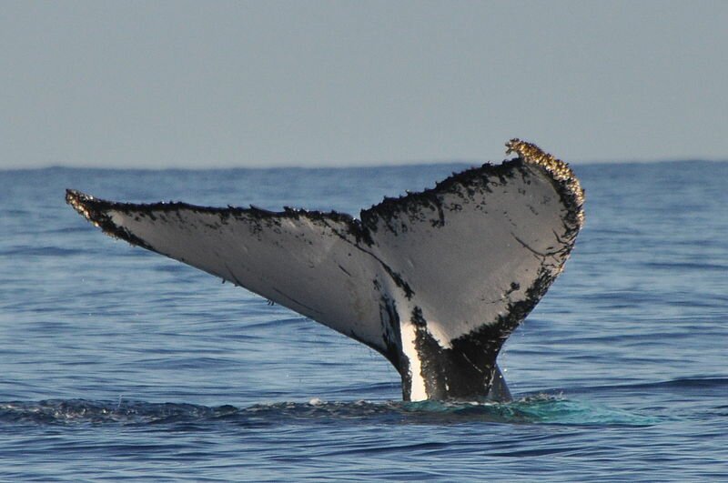 Les baleines à bosse créent parfois autour d'elles un étonnant rideau de bulles d'air. Cette technique leur sert à :