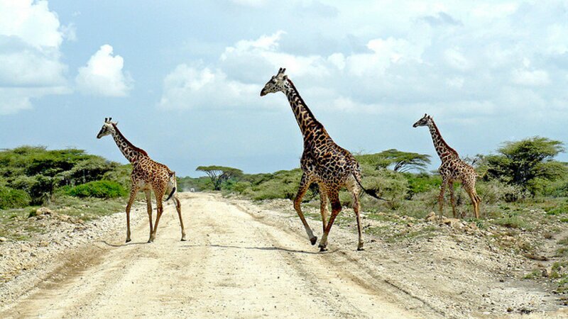 Le système sanguin de la girafe est adapté à son cou. Les scientifiques s'en sont inspirés pour concevoir un objet. Lequel ?