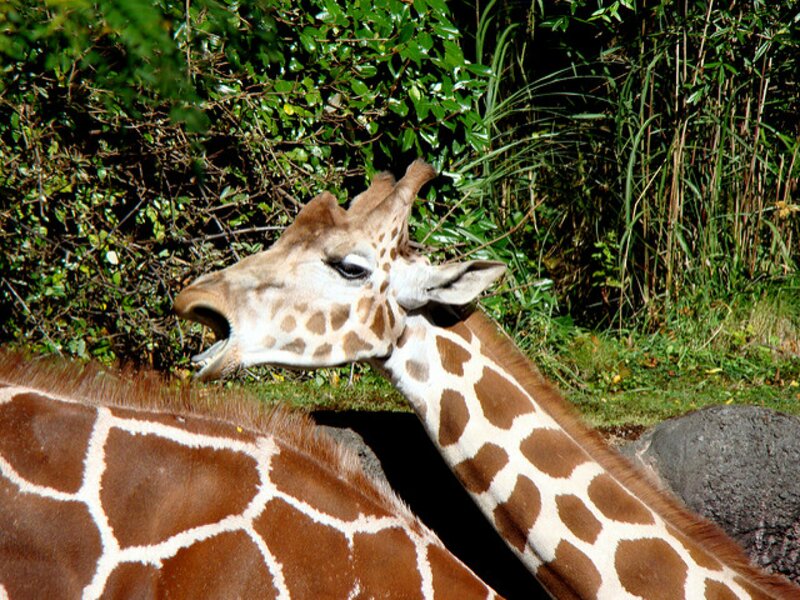 La girafe, encore ! Elle est le seul vertébré terrestre à ne pas bâiller. Même les poissons bâillent ! En général, un animal bâille moins quand :
