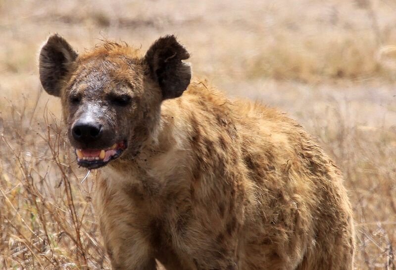 La femelle de la hyène tachetée d'Afrique possède un clitoris qui ressemble à un pénis, long d'environ 20 cm. Pour s'accoupler avec un partenaire, elle doit :