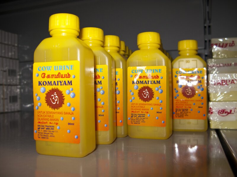 En 2009, le groupe nationaliste hindou Rashtriya Swayamsevak Sangh lance un soda à base d'urine de vache pour contrer l'influence de Coca-Cola et Pepsi en Inde. Qui d'autre est connu pour boire son urine ?