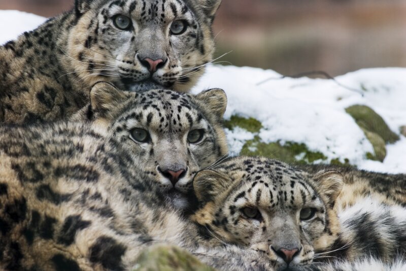 Testez vos connaissances sur le léopard des neiges