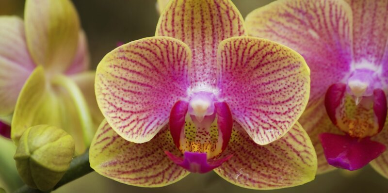 Orchidées, testez vos connaissances