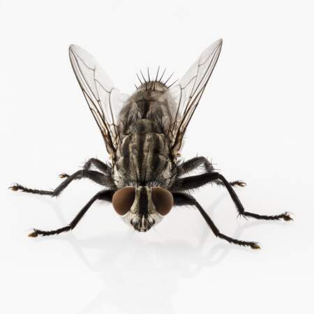 La mouche Sarcophaga est attirée par les odeurs de fermentation, entre 48 et 72 heures après le décès.
