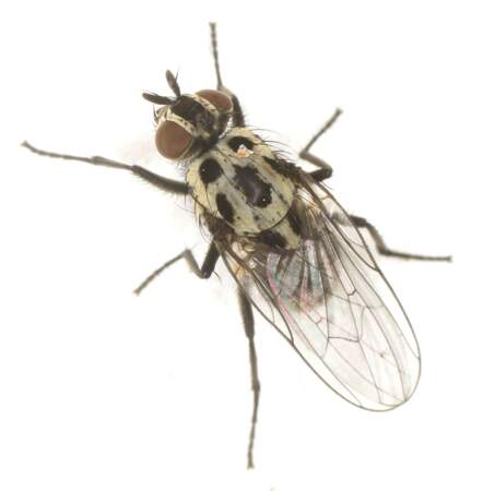 Anthomiya, la mouche des pluies, arrive au bout de 3 à 4 mois, lors de la dégradation des protéines du corps.