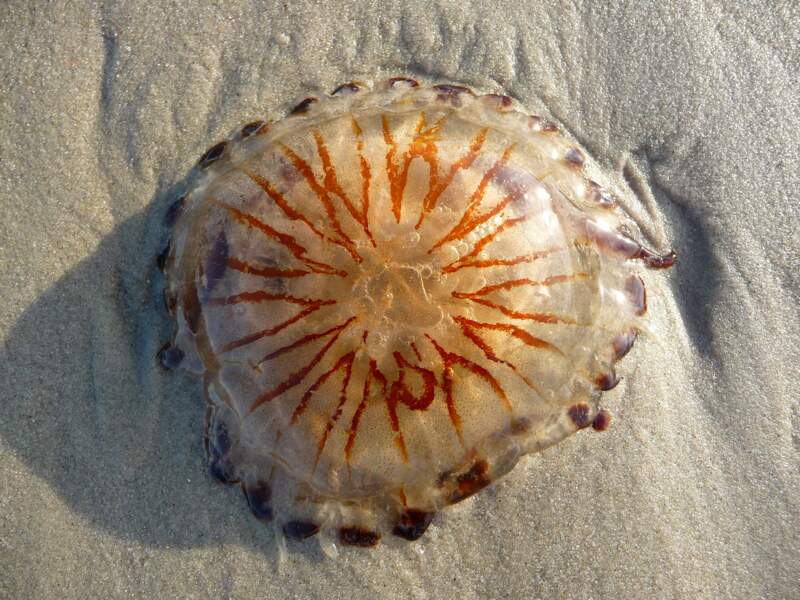 La piqûre de méduse
