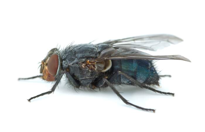 La mouche Calliphora vicina pond ses oeufs dans les plis du corps dès les premières minutes de la mort.