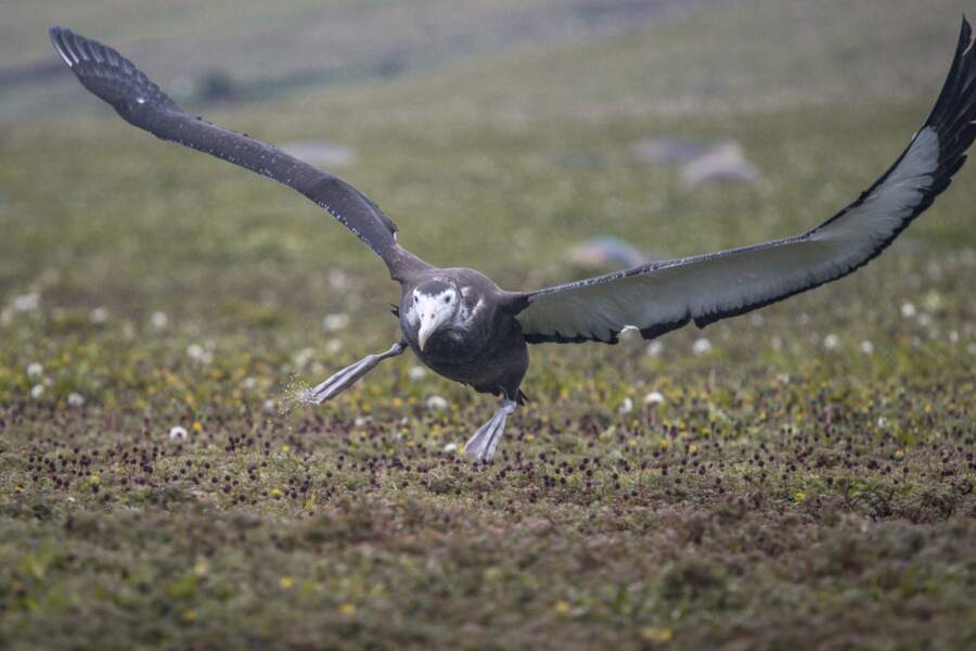 Albatros juvénile des Îles Kerguelen