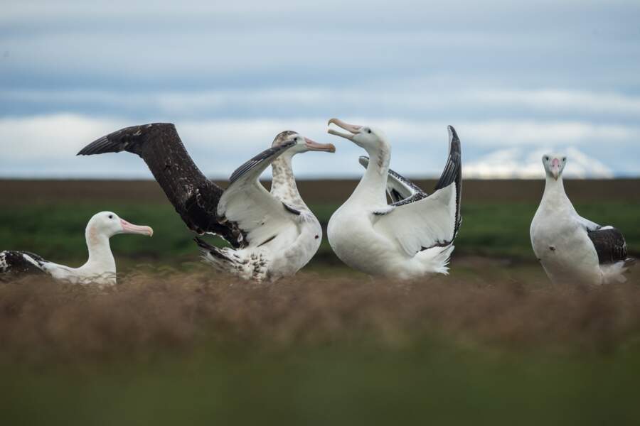 Albatros des Îles Kerguelen