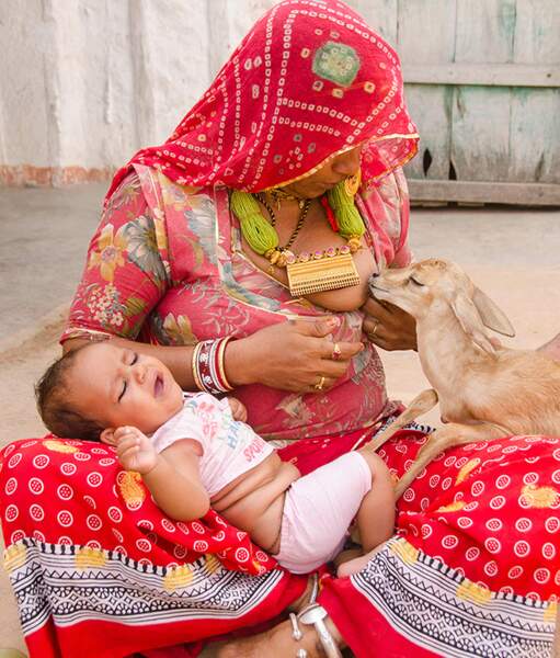 Les femmes de l'ethnie hindouiste des Bishnoïs sont connues pour allaiter les bébés gazelles orphelins