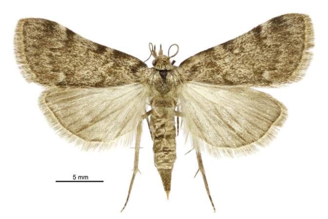Le papillon Aglossa est très friand des graisses qui fermentent deux à trois mois après la mort. 