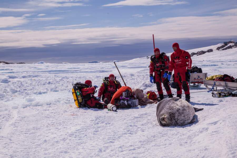 L'équipe de plongée et un phoque de Weddell