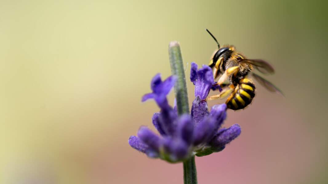 n°1 : L'abeille, superstar des sentinelles