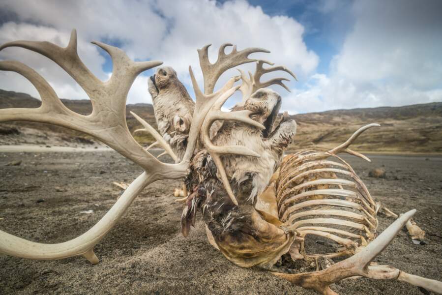Squelette de rennes des Îles Kerguelen