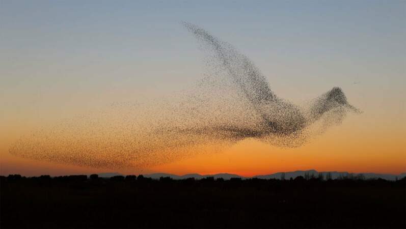 Ce spectaculaire vol d’étourneaux qui prend lui-même la forme d’un oiseau
