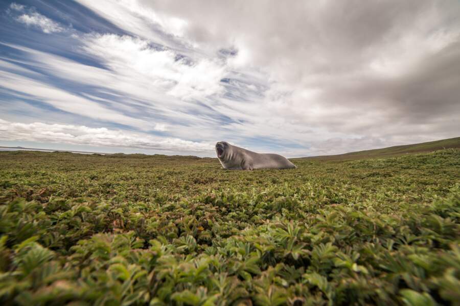 Éléphant de mer des Îles Kerguelen