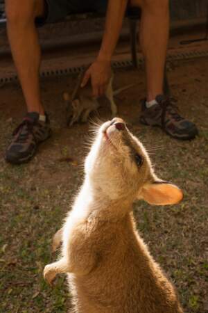 Le wallaby est originaire d’Australie continentale et de l’île de Tasmanie