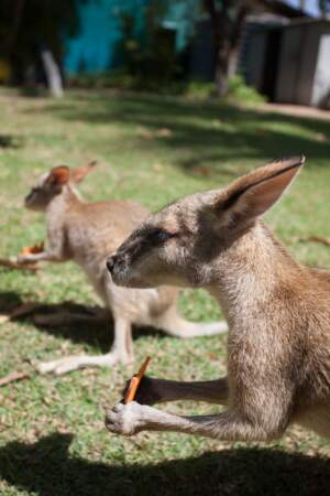 On le prend souvent pour un kangourou, pourtant, il n’en est rien