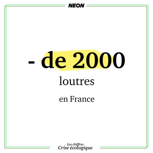 Il ne reste qu’entre 1000 et 2000 loutres en France