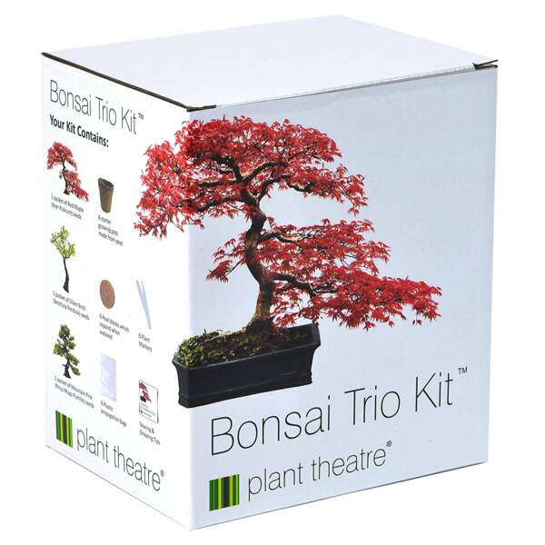 Un kit pour faire pousser des bonsaïs