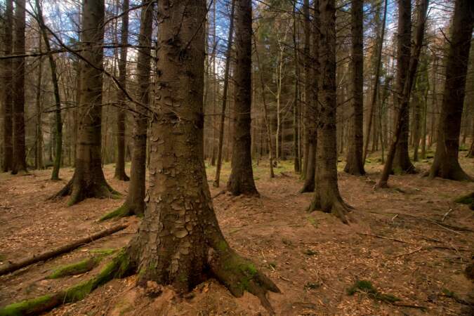 La forêt de Tollymore en Irlande du Nord