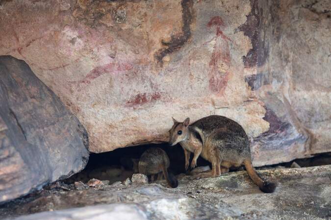 Ils existent en version miniature : le wallaby des rochers
