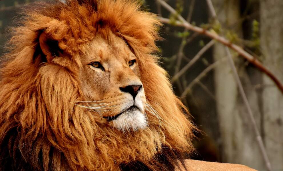 Lion : Un roi parfois homo