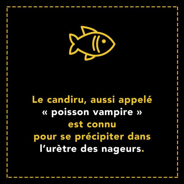 Le candiru ou "poisson vampire" est connu pour se précipiter dans l'urètre des nageurs