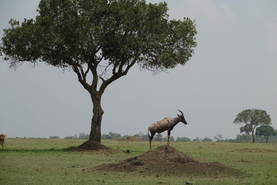 Antilope topi : Une dizaine de relations sexuelles en 24h
