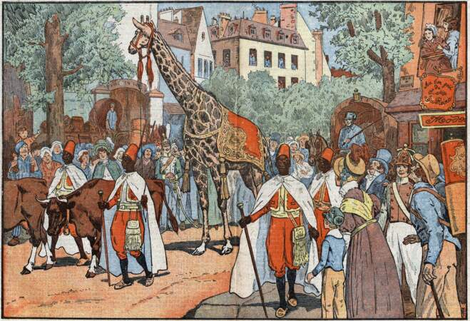 Une girafe pour le roi… et ses sujets