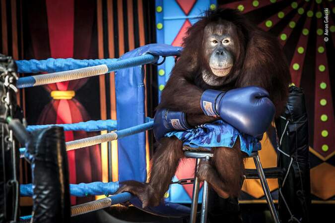 Un orang-outan sur le ring