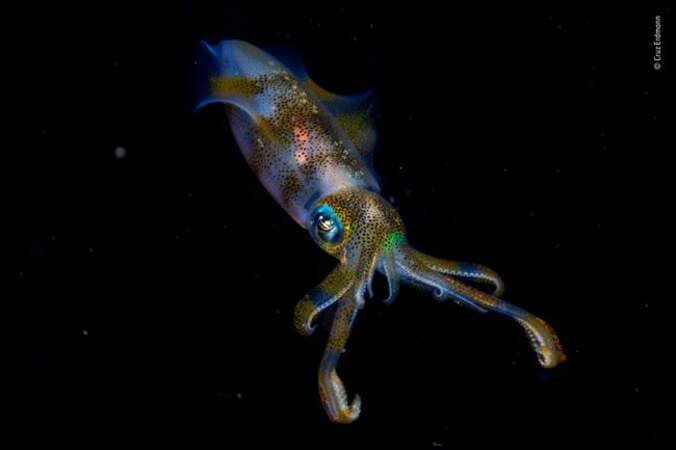 Un calamar dans la nuit, une lueur dans les profondeurs 