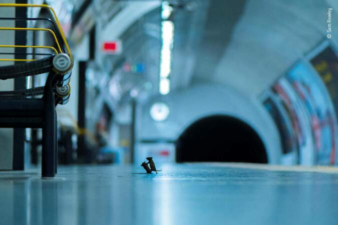 Combat de souris dans le métro de Londres