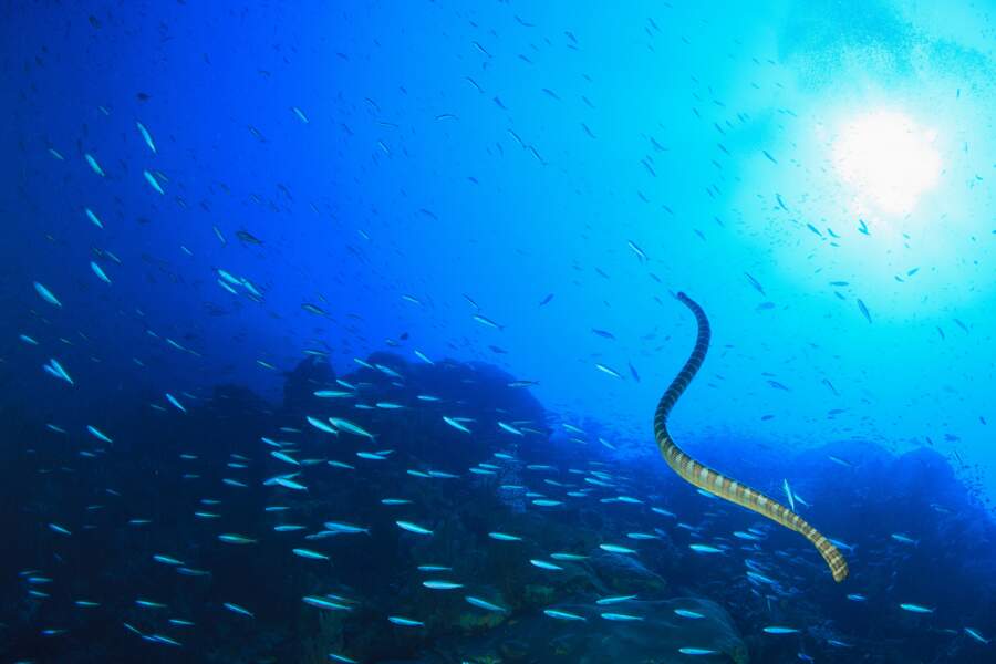 L'anguille pour l'énergie marine