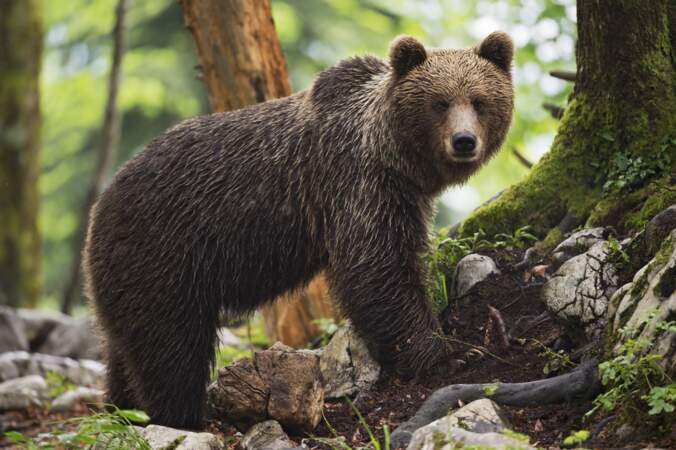 L'ours brun pour un isolant solide