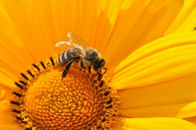 Les piqûres d’abeille