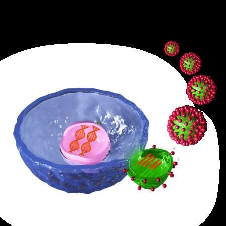 6/ la cellule expulse les virus