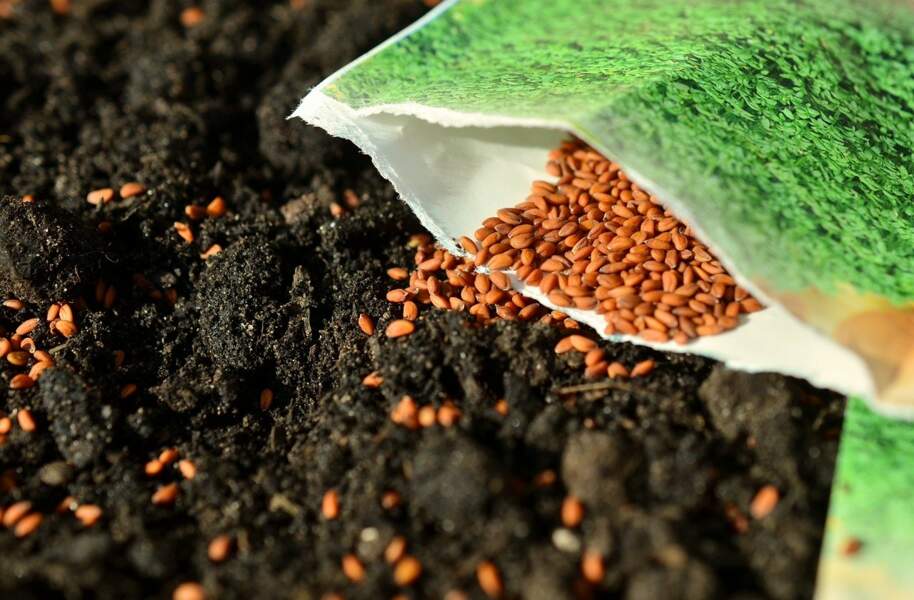 4/ Lodève : des semences adaptées à la sécheresse