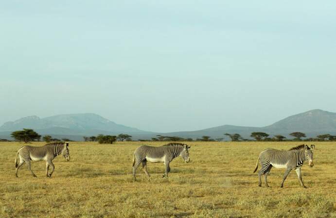 Zèbre de Grevy, réserve nationale de Samburu, Kénya