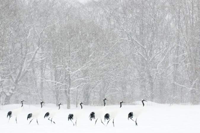 Grues du Japon marchant en ligne en face d'une forêt pendant une tempIête de neige