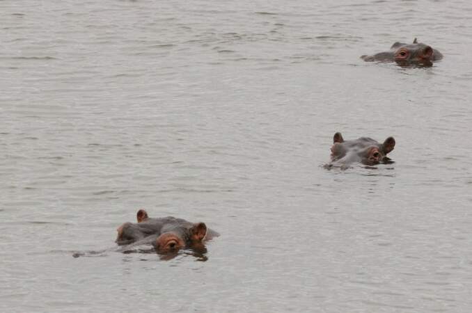 Hippopotames en file indienne se baignant dans la rivière Letaba, Afrique du Sud
