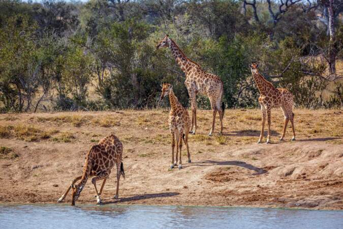 Un groupe de girafes sur les bords d'un lac dans le Parc national de Kruger, Afrique du Sud. Les girafes attendent leur tour pour boire et gardent leur un mètre de distance comme s'il y avait un risque d'épidémie. 