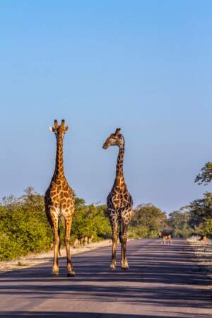 Deux girafes marchant dans le Parc national de Kruger, Afrique du Sud