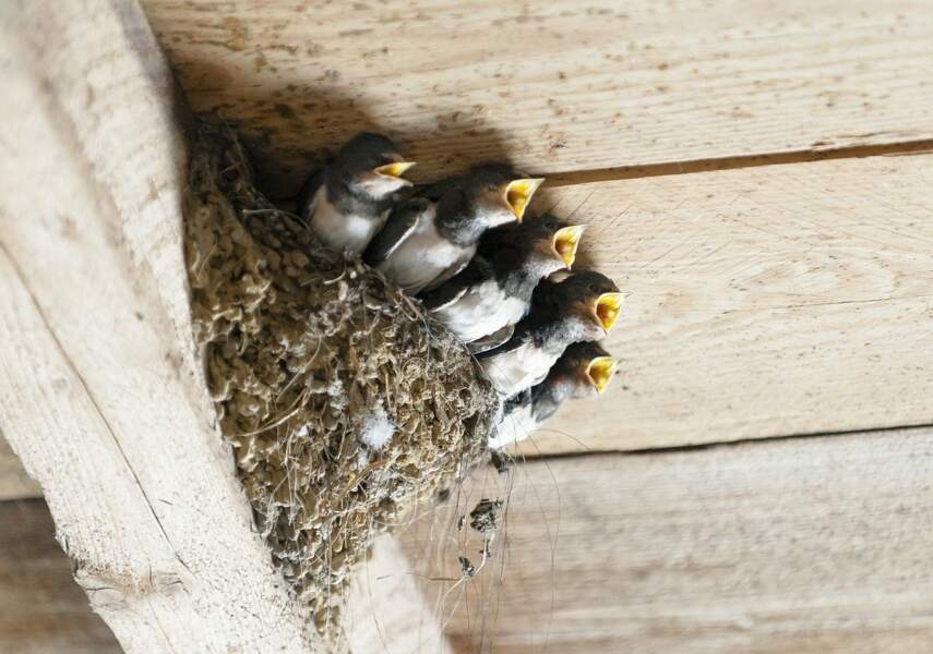 Des nids pour les hirondelles