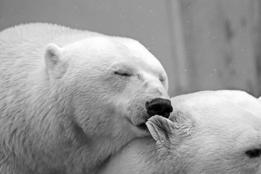 Les ours blancs sont censés disparaître, pourtant leur population augmente