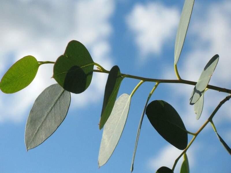 L’eucalyptus lutte contre le rhume