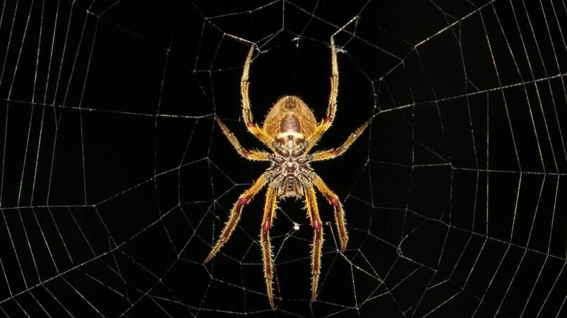 Les araignées régulent les populations d’insectes