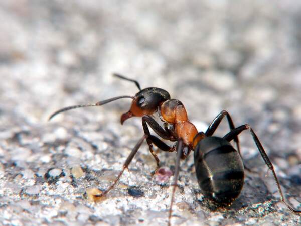 Une fourmi rousse