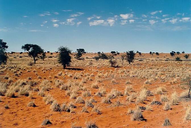 Désert de Kalahari- 900 000 km²